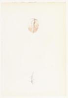 KT 2013 057
          <br/>
          Walnoot
          <br/>
          <em>Melle (1908-1976)</em>